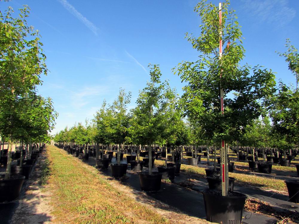 quercus-shumardii-shumard-red-oak