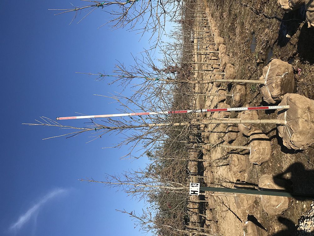 quercus-shumardii-shumard-red-oak