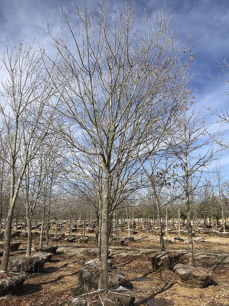 quercus-shumardii-shumard-red-oak