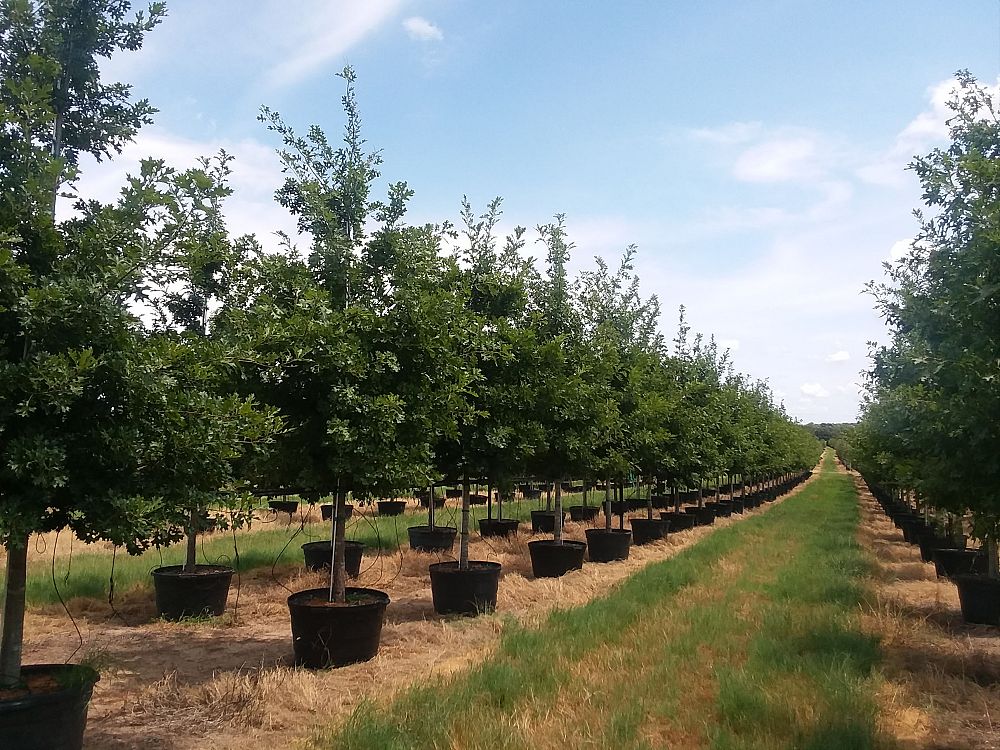 quercus-shumardii-shumard-red-oak