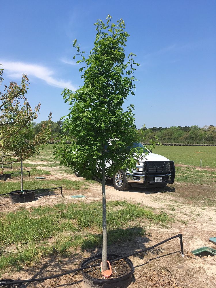 quercus-shumardii-shumard-red-oak