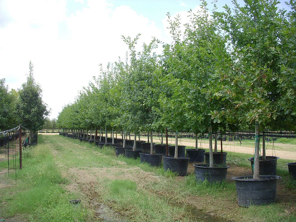 quercus-shumardii-shumard-red-oak