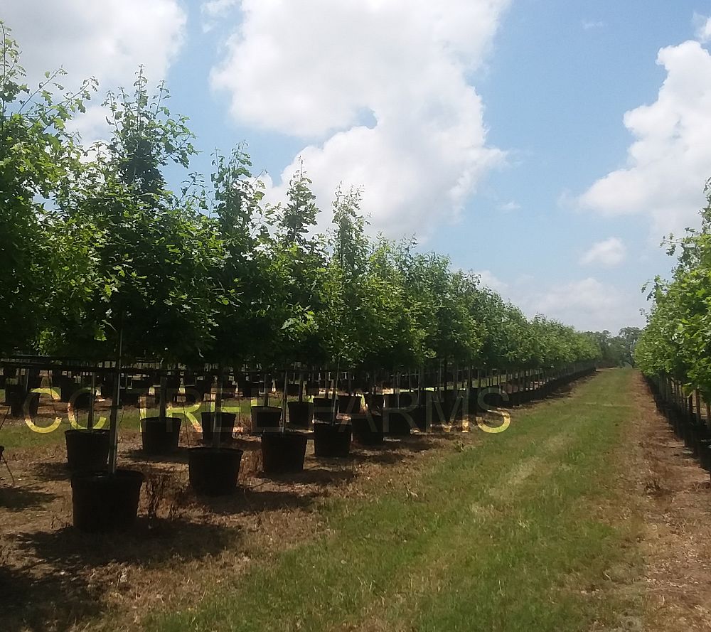 quercus-shumardii-shumard-red-oak