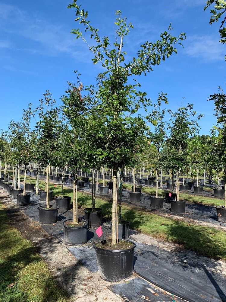 quercus-shumardii-shumard-red-oak