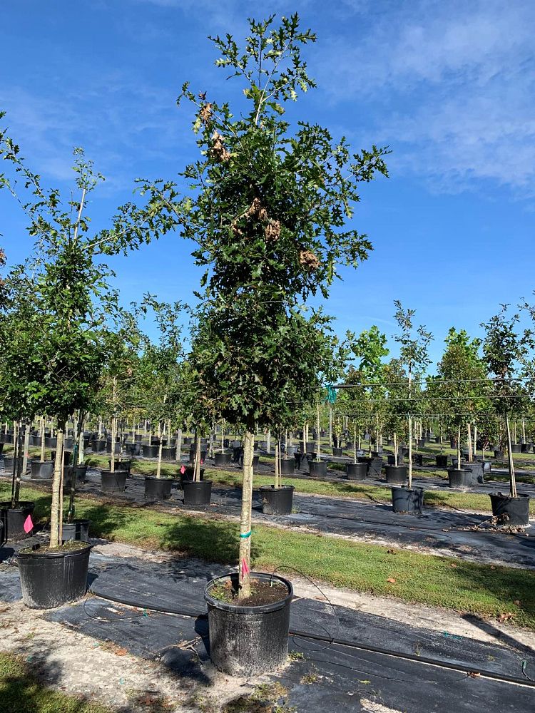 quercus-shumardii-shumard-red-oak