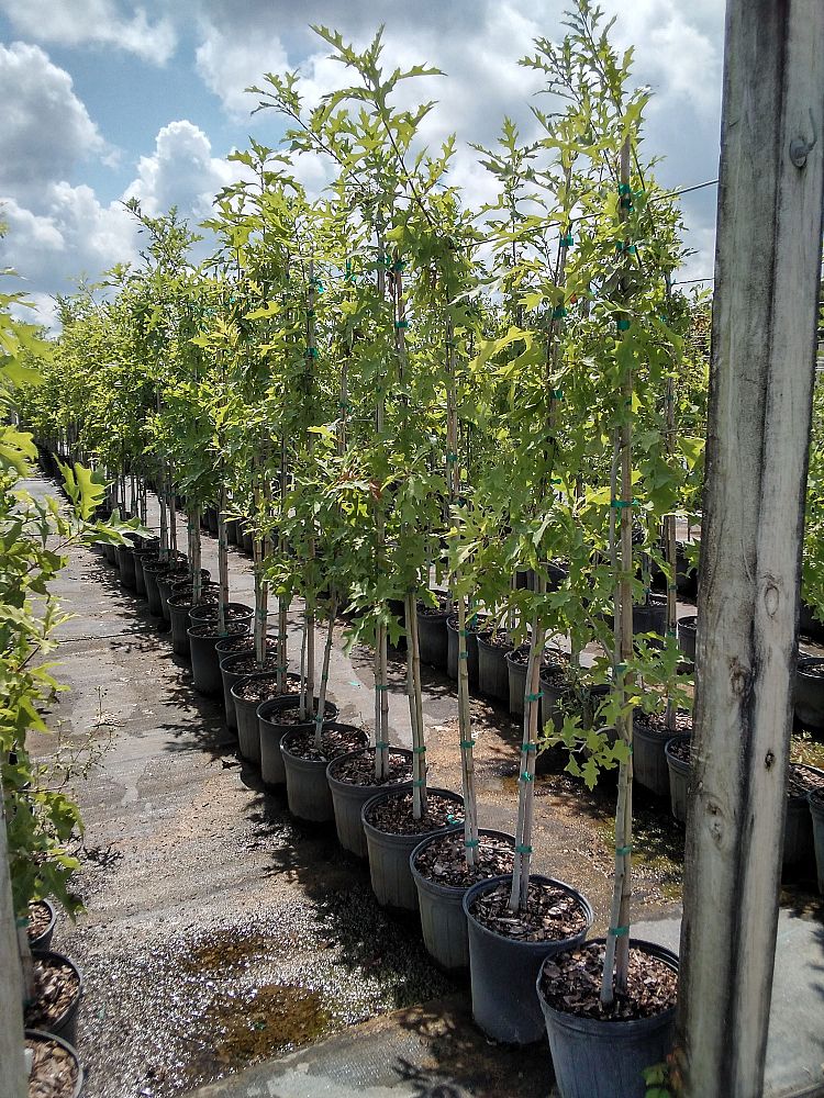 quercus-shumardii-shumard-red-oak