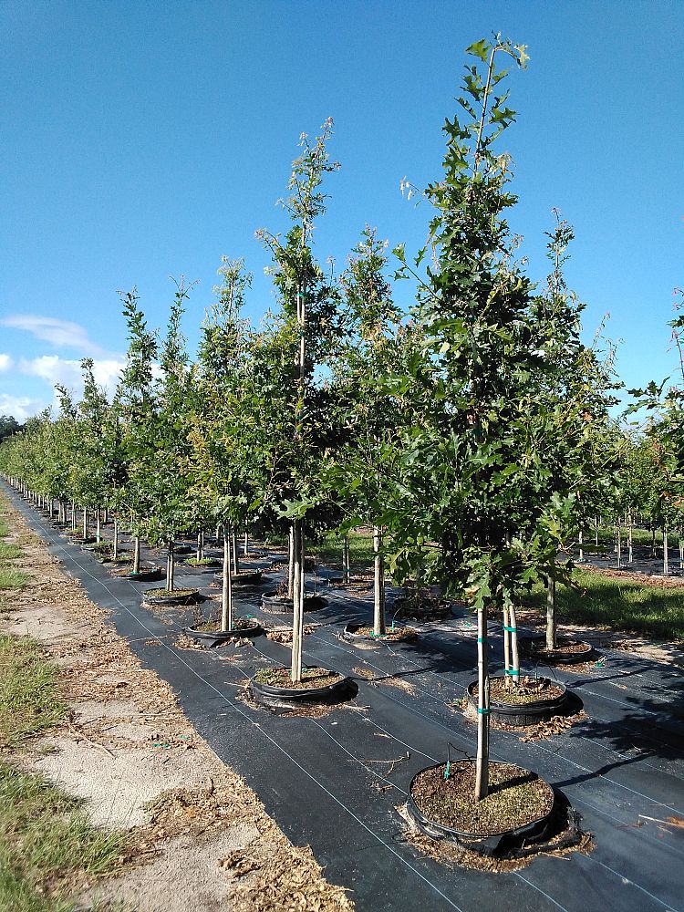 quercus-shumardii-shumard-red-oak