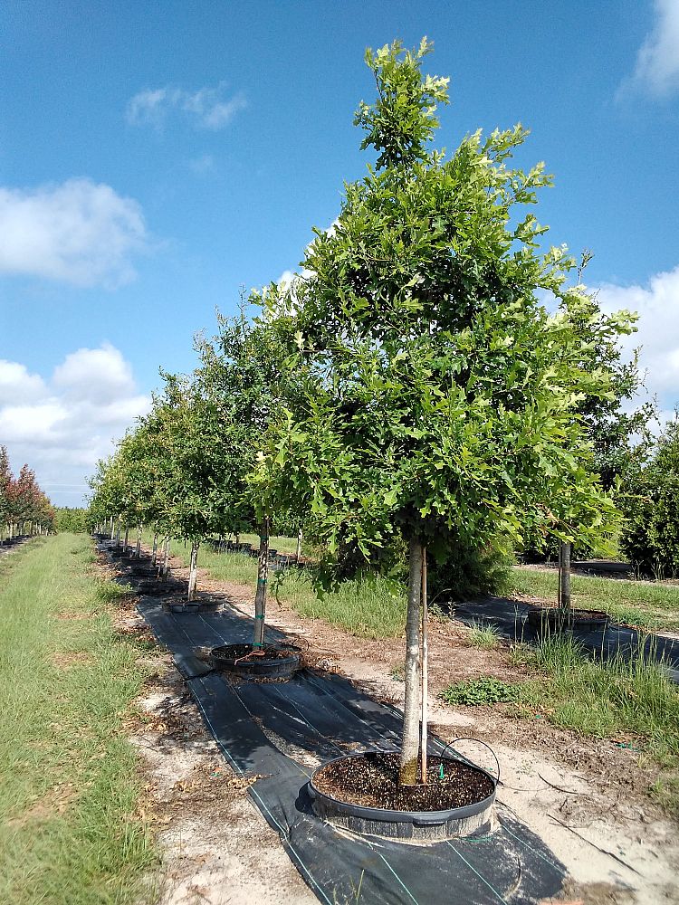quercus-shumardii-shumard-red-oak