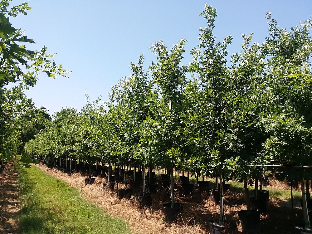 quercus-shumardii-shumard-red-oak