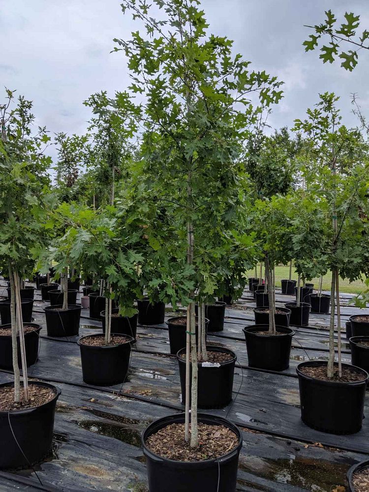 quercus-shumardii-shumard-red-oak
