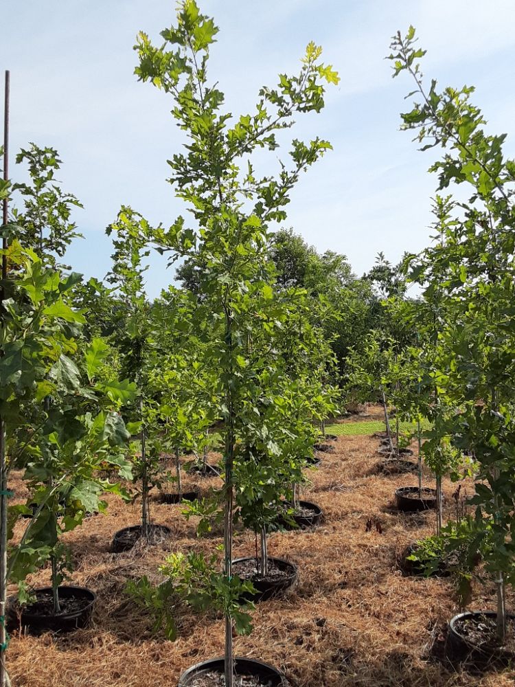 quercus-shumardii-shumard-red-oak