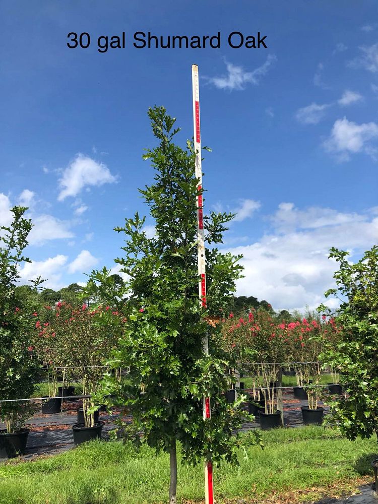 quercus-shumardii-shumard-red-oak