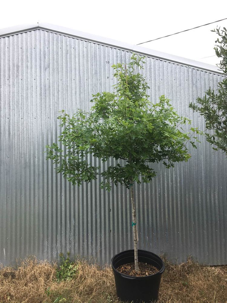 quercus-shumardii-shumard-red-oak