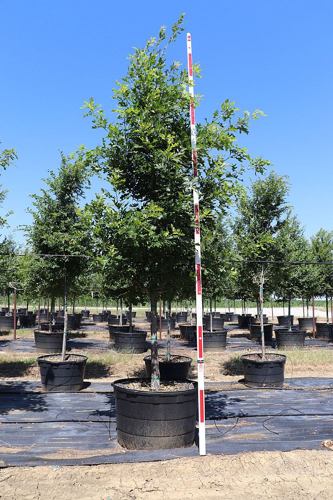 quercus-shumardii-shumard-red-oak