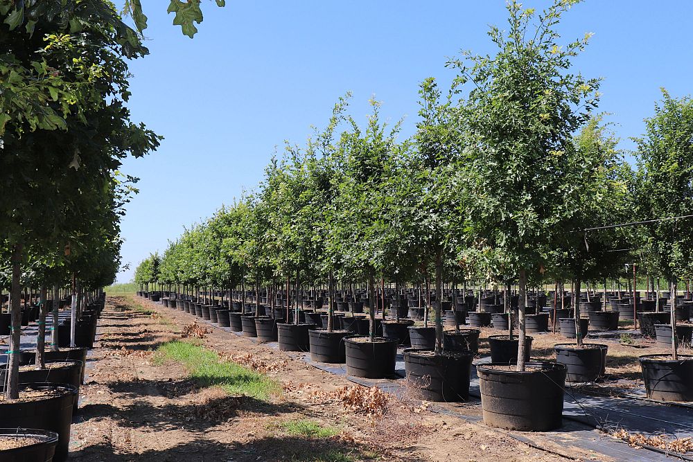 quercus-shumardii-shumard-red-oak