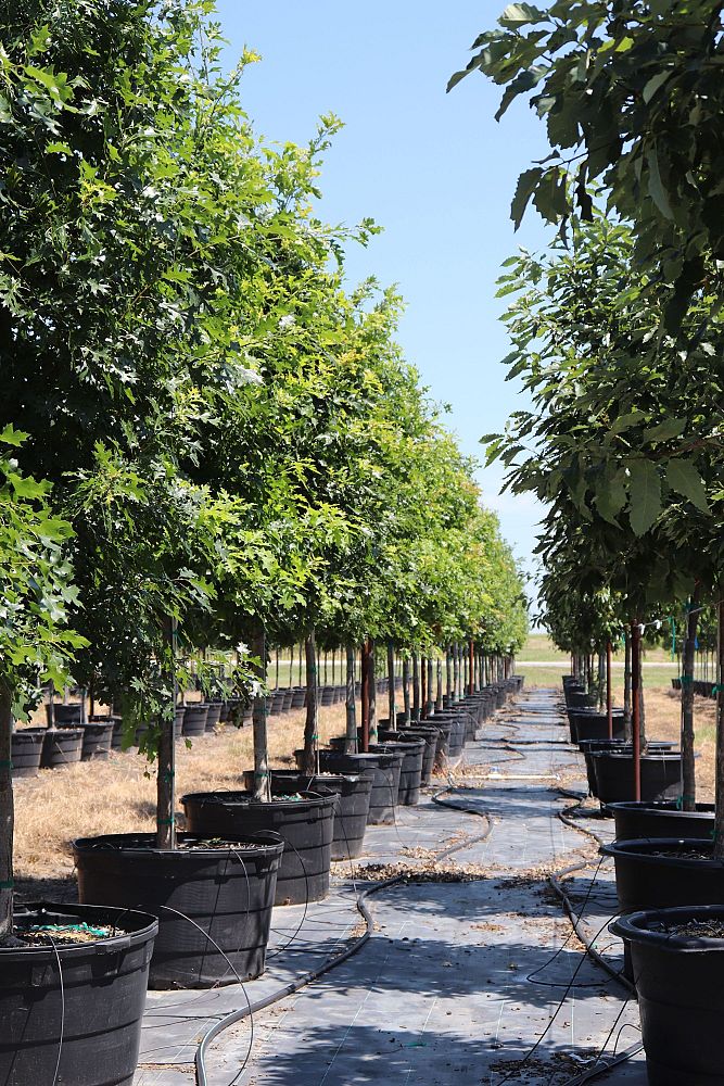 quercus-shumardii-shumard-red-oak