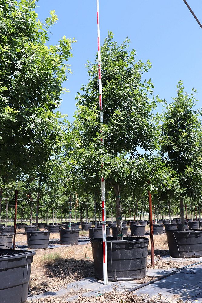 quercus-shumardii-shumard-red-oak