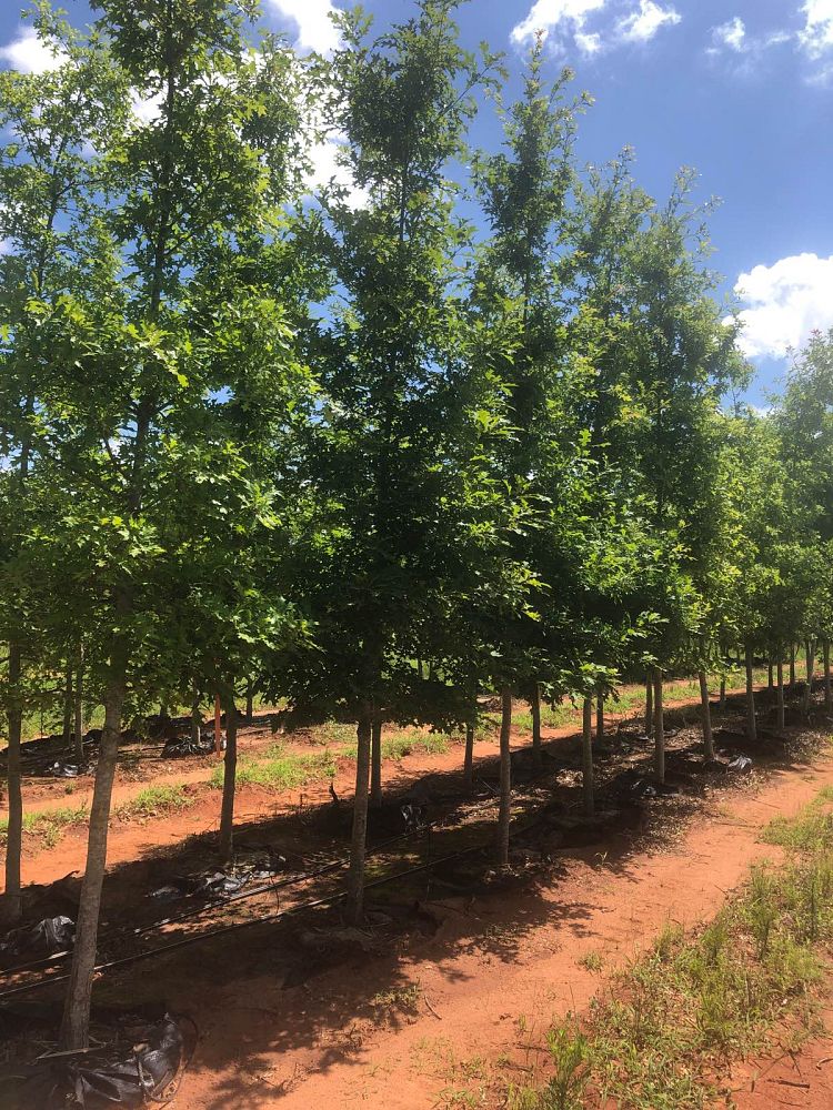 quercus-shumardii-shumard-red-oak