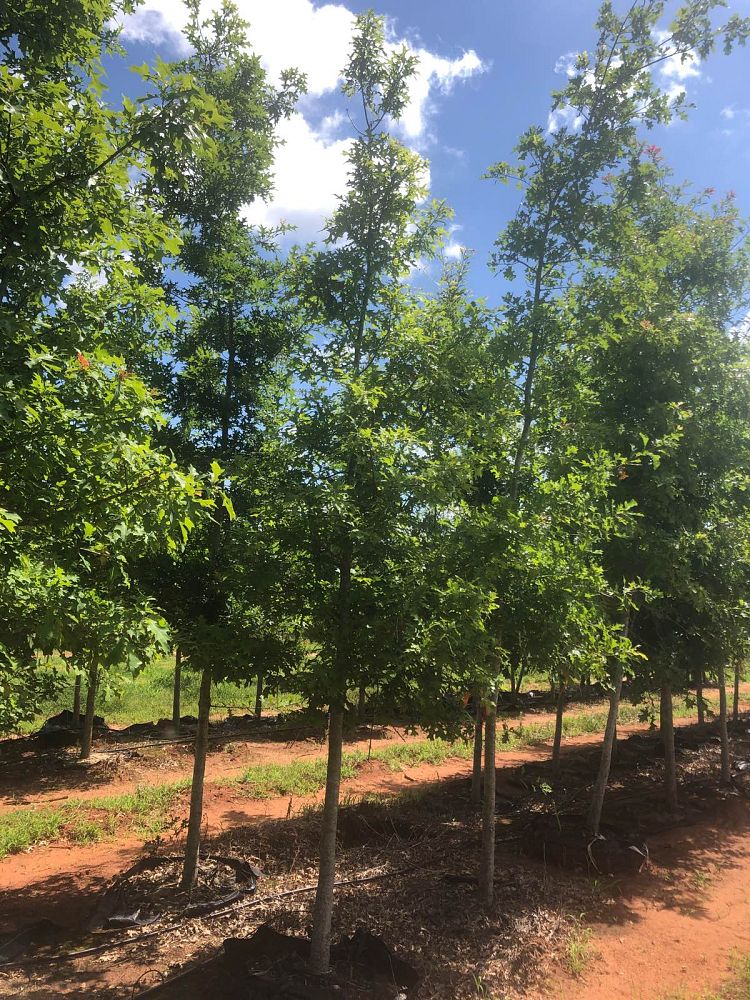 quercus-shumardii-shumard-red-oak