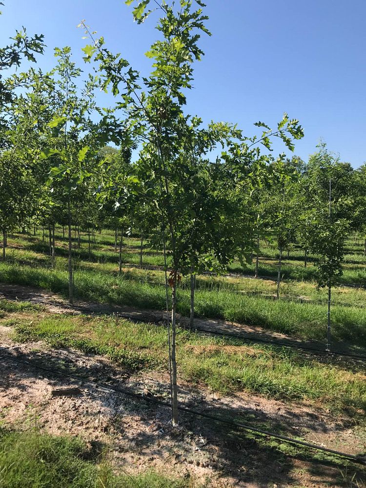 quercus-shumardii-shumard-red-oak