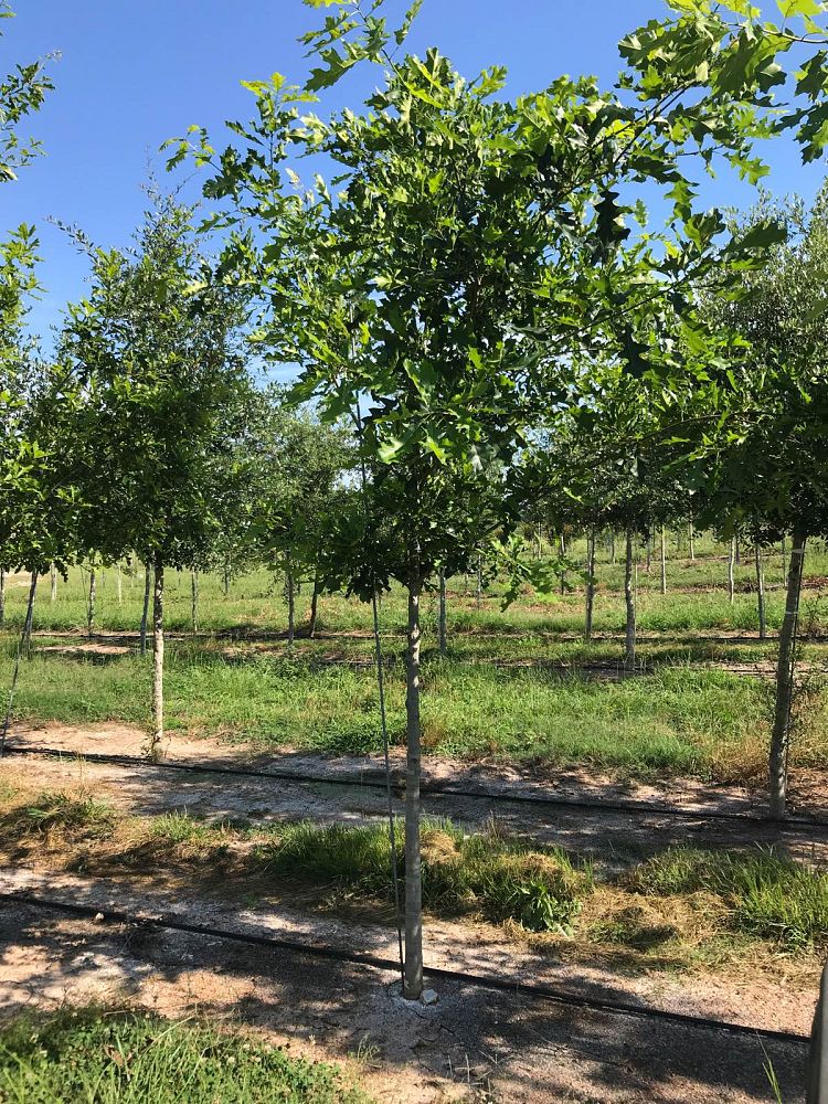 quercus-shumardii-shumard-red-oak