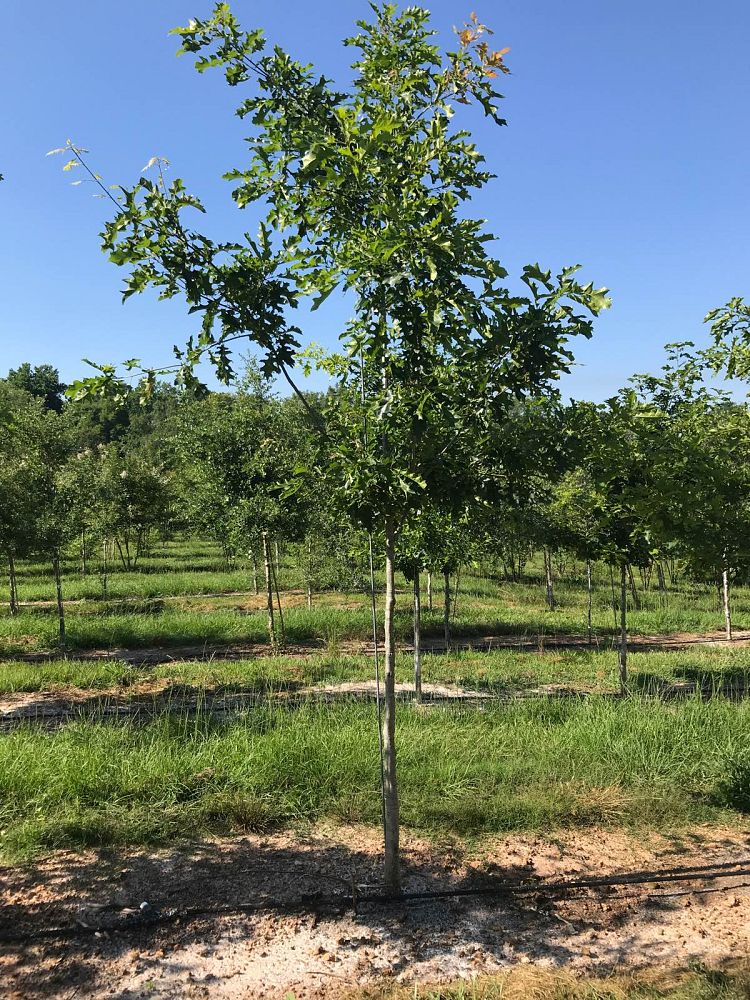 quercus-shumardii-shumard-red-oak