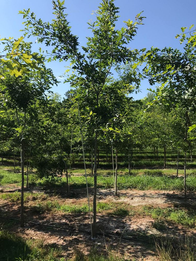 quercus-shumardii-shumard-red-oak
