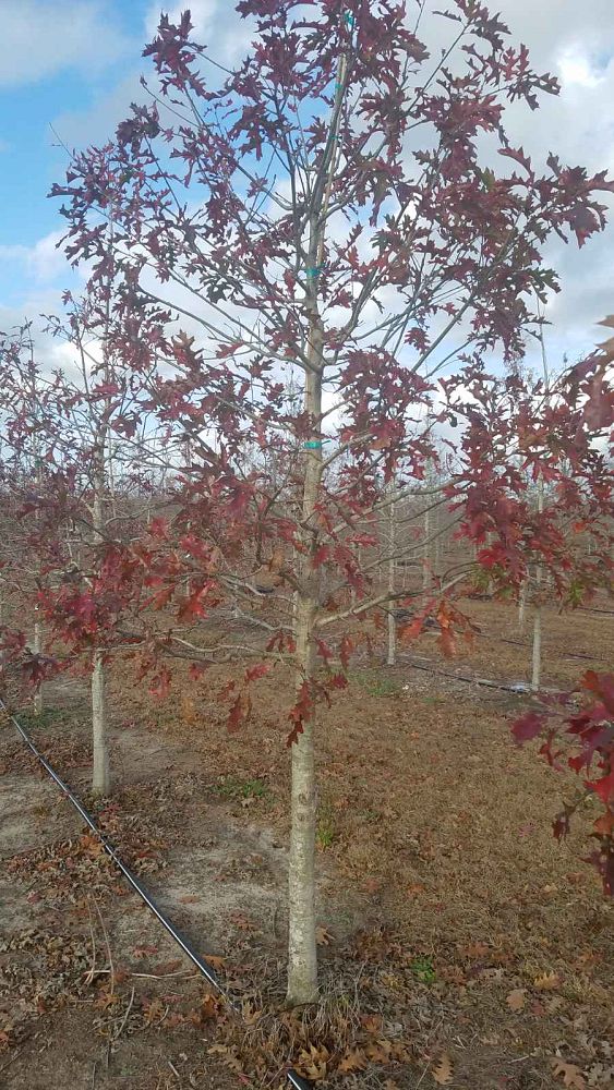 quercus-shumardii-shumard-red-oak
