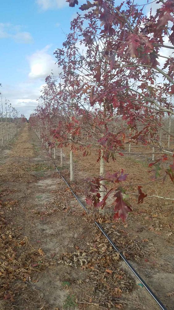 quercus-shumardii-shumard-red-oak