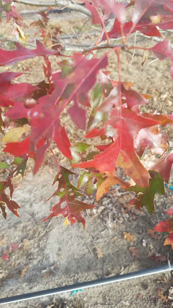 quercus-shumardii-shumard-red-oak