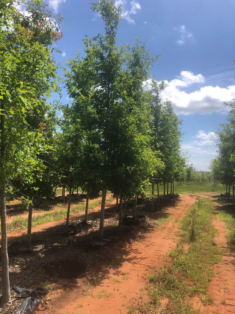 quercus-shumardii-shumard-red-oak