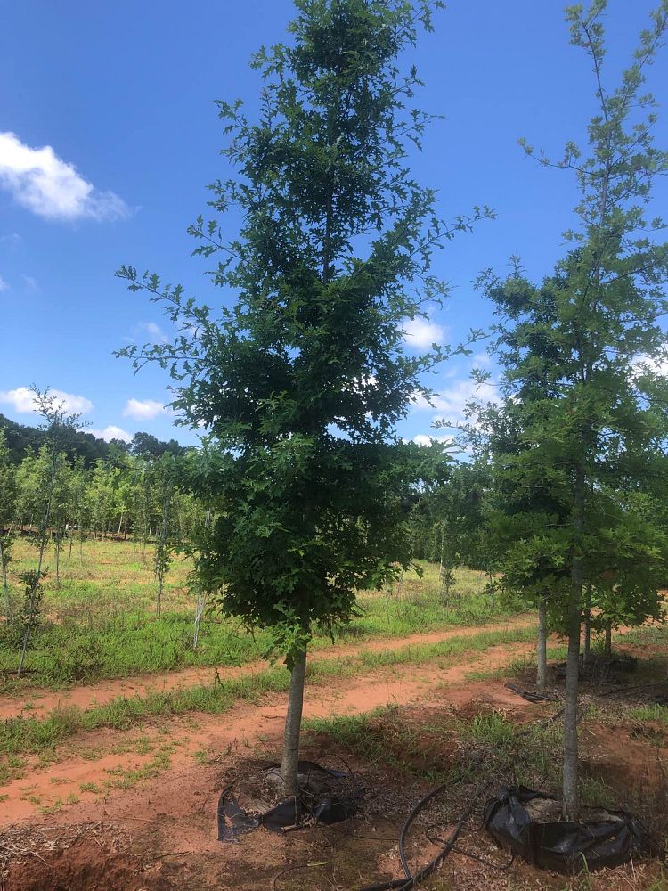 quercus-shumardii-shumard-red-oak