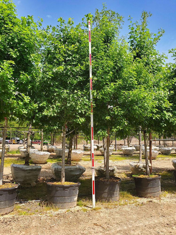 quercus-shumardii-shumard-red-oak