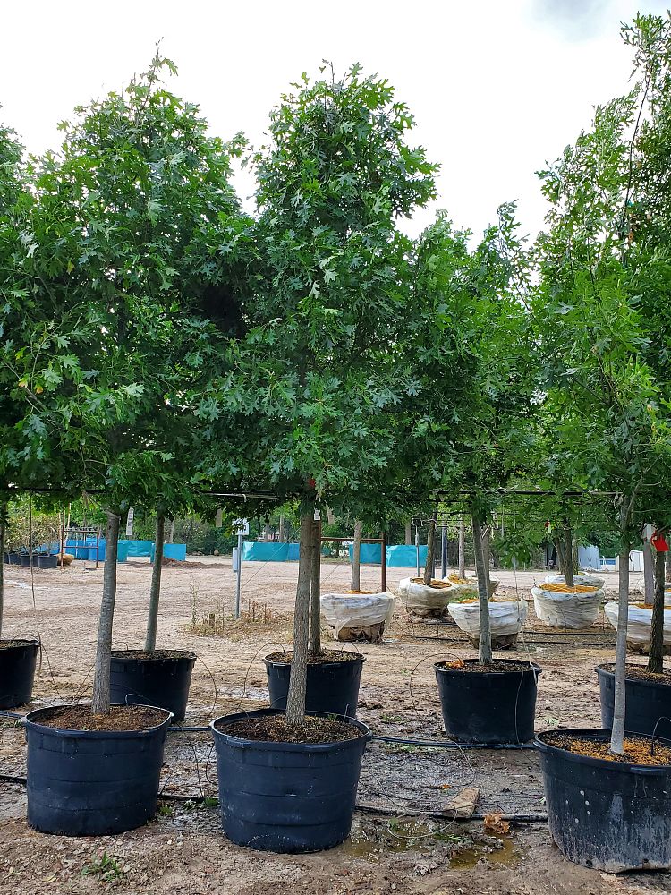 quercus-shumardii-shumard-red-oak