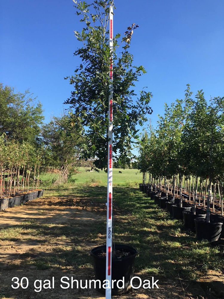 quercus-shumardii-shumard-red-oak
