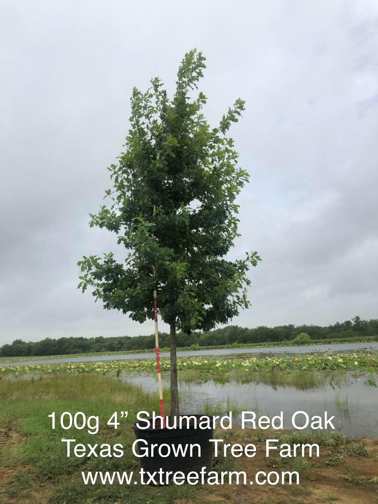 quercus-shumardii-shumard-red-oak
