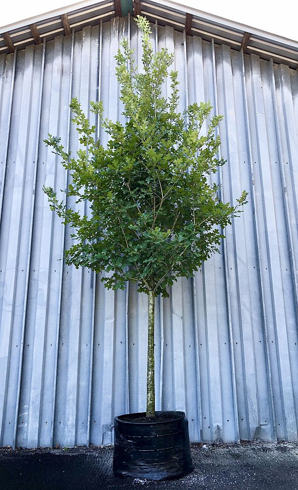 quercus-shumardii-shumard-red-oak