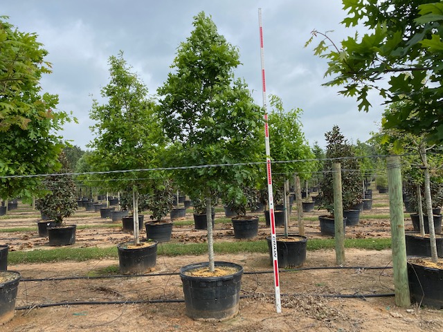 quercus-shumardii-shumard-red-oak