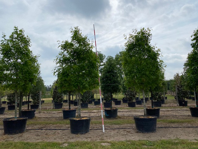 quercus-shumardii-shumard-red-oak