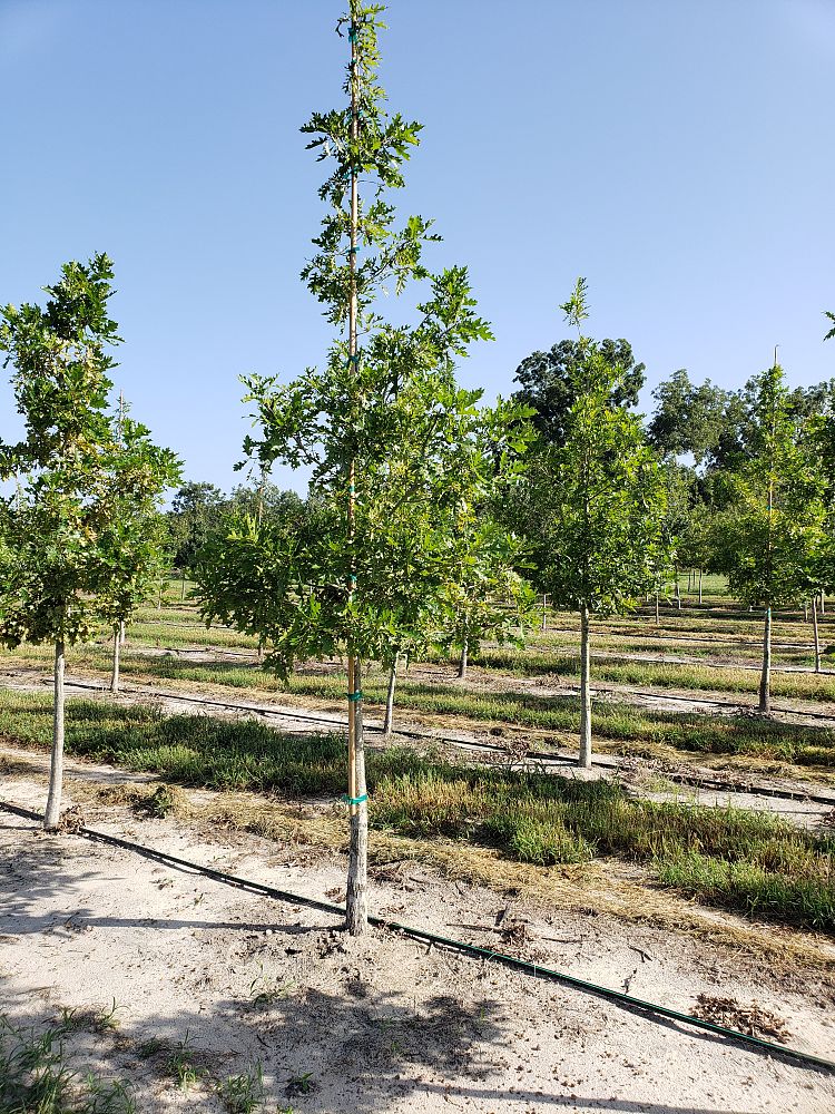 quercus-shumardii-shumard-red-oak