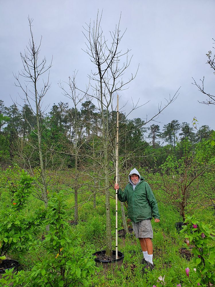 quercus-shumardii-shumard-red-oak