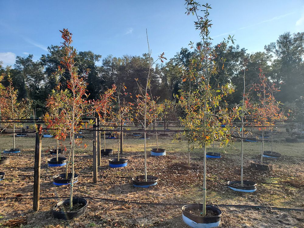 quercus-shumardii-shumard-red-oak