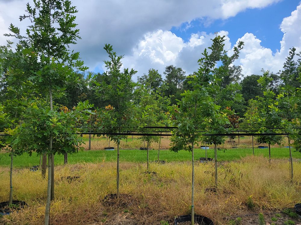 quercus-shumardii-shumard-red-oak