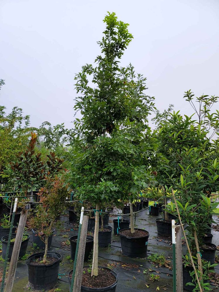 quercus-shumardii-shumard-red-oak