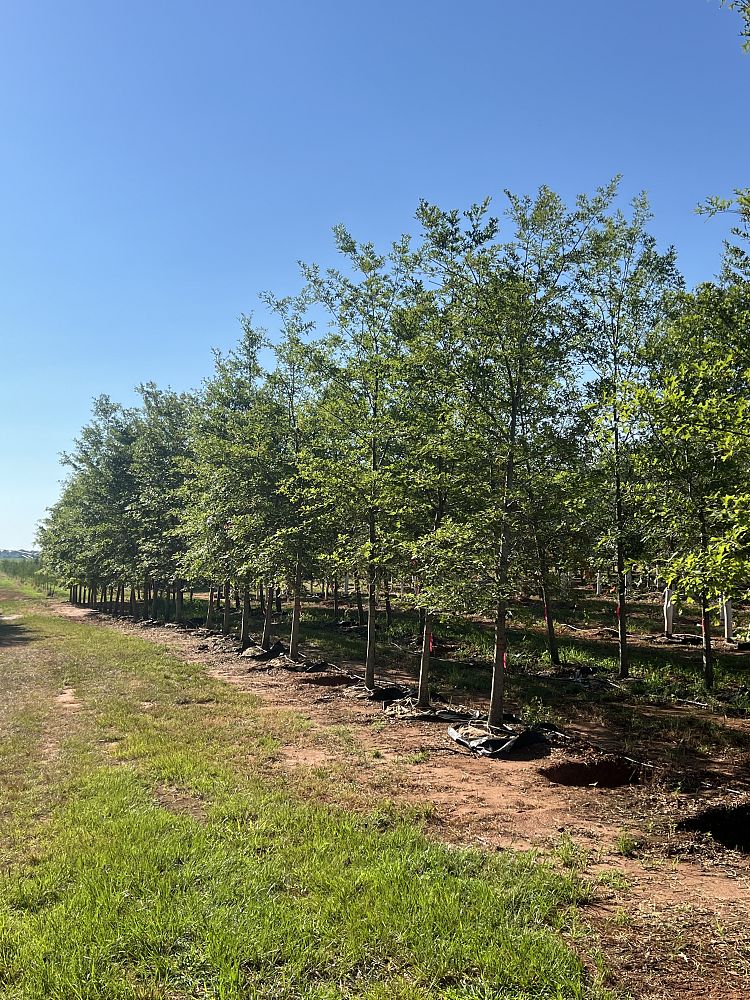 quercus-shumardii-shumard-red-oak