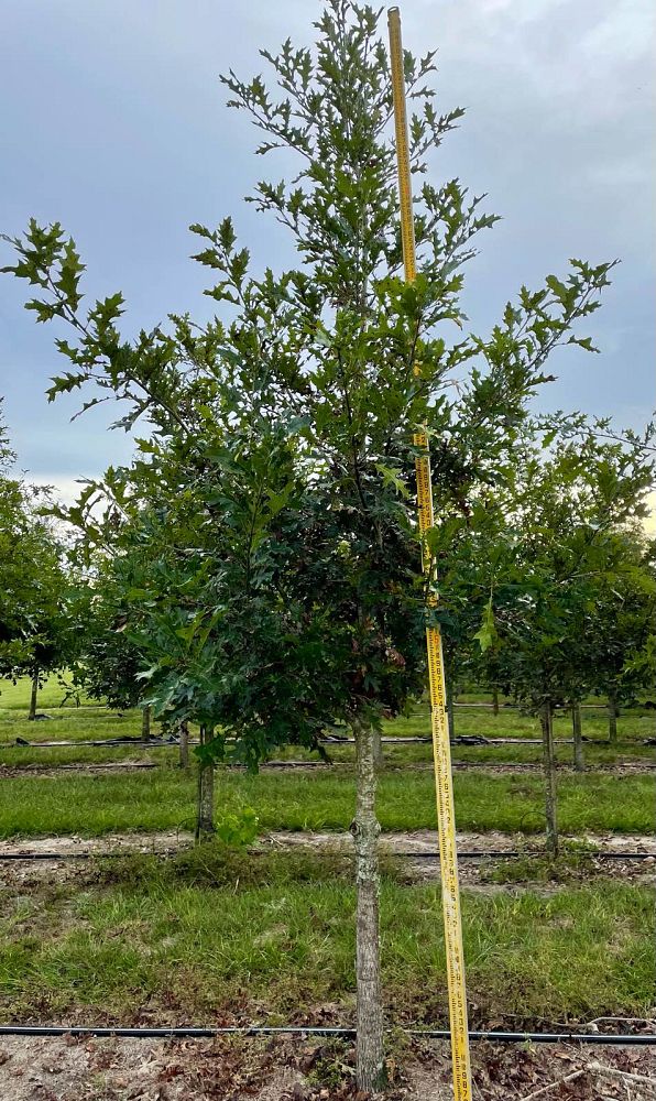 quercus-shumardii-shumard-red-oak