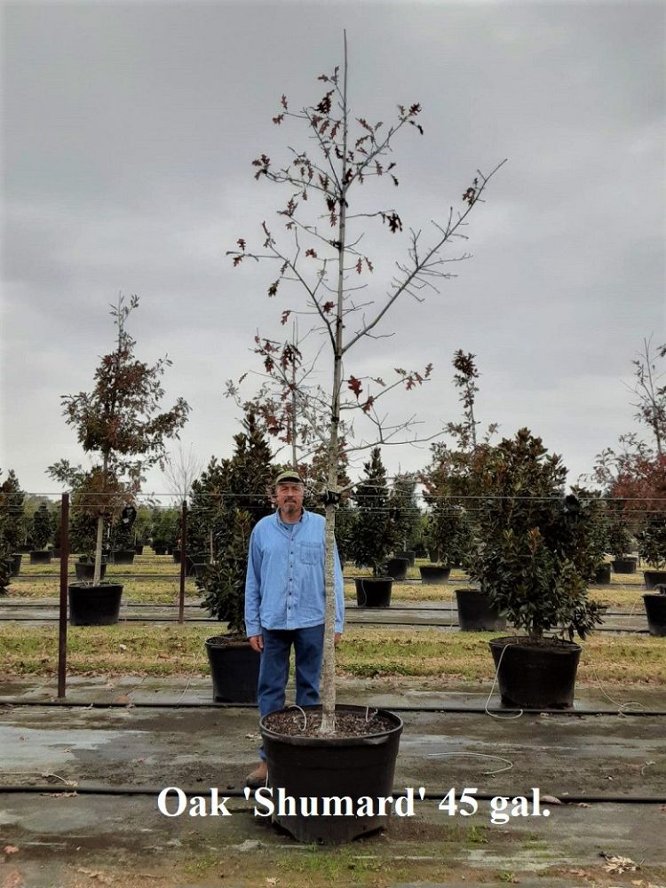 quercus-shumardii-shumard-red-oak