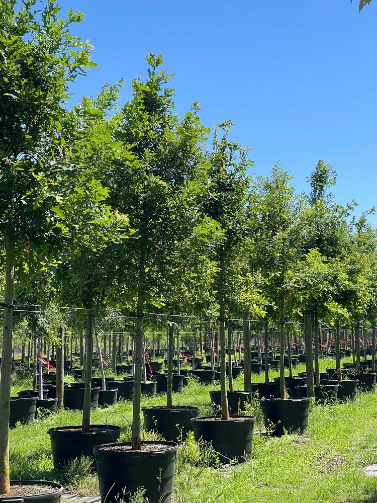 quercus-shumardii-shumard-red-oak