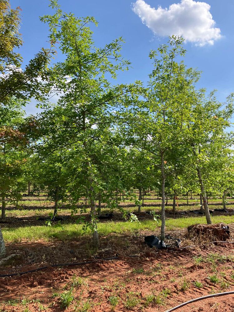 quercus-shumardii-shumard-red-oak