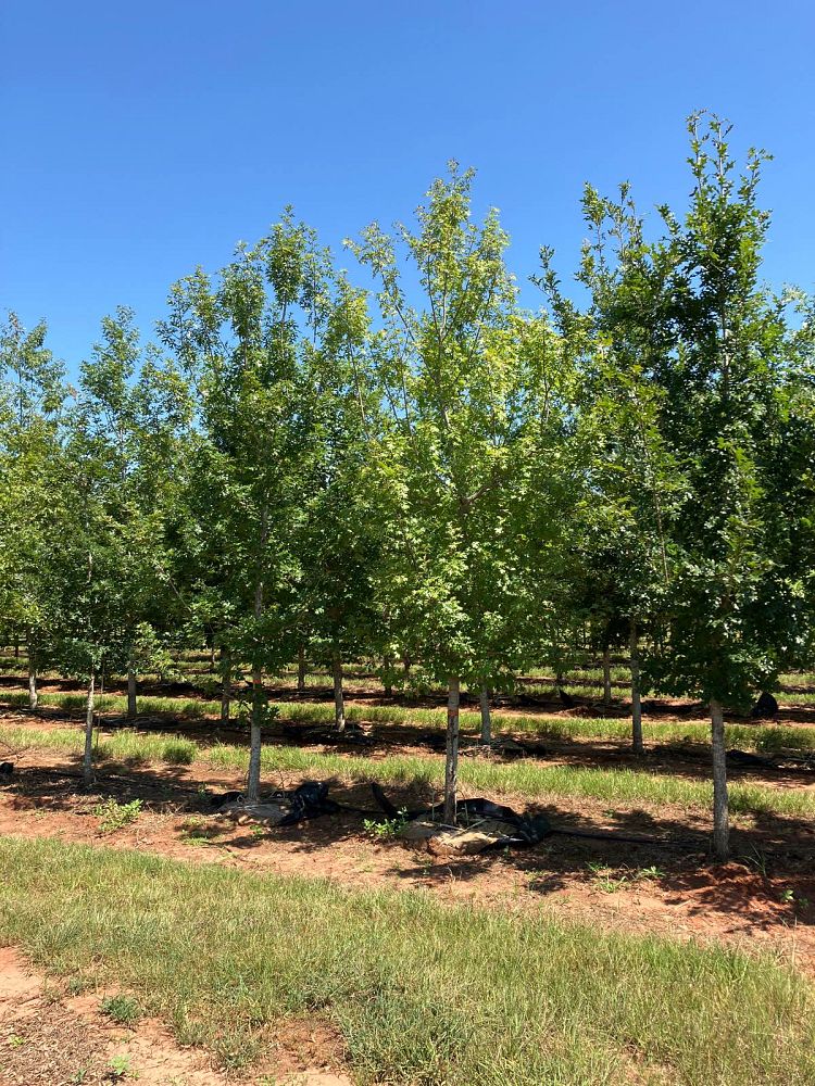 quercus-shumardii-shumard-red-oak